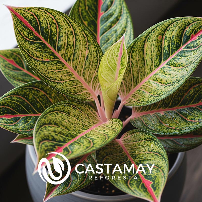 Aglaonema Pictum Tricolor
